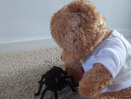 Edward With Finished Spider