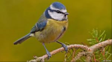 S8_1_A Blue Tit In The Garden