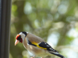 S8_2_A Goldfinch In The Garden