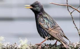 S8_3_A Starling