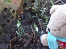 S11_3_WalkerBearLookingAtSnowdrops