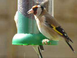 S13_2_Goldfinches