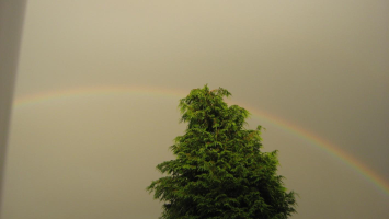 S13_4_Rainbow Touching The TreeTop