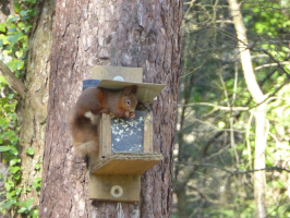 S19_3_Nibbling Squirrel