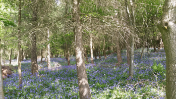 S20_01_A Carpet Of Blue