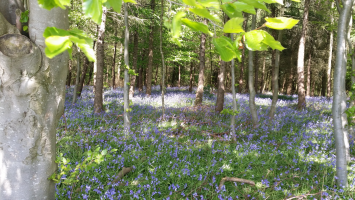 S20_02_Bluebells As Far As The Eye Can See