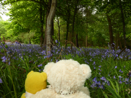 S20_03_Custard And Crackers In The Bluebell Wood