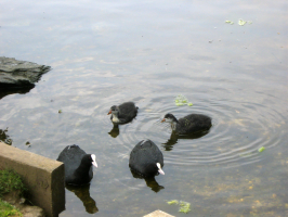 S26_06_Coots