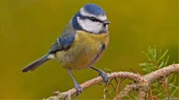 S35_01_BlueTitInTheGarden