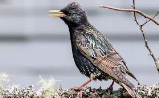 S35_02_Starling