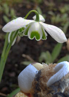 S38_03_TommyLookingAtSnowdropMarkings