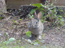 S51_06_RobertTheRabbit