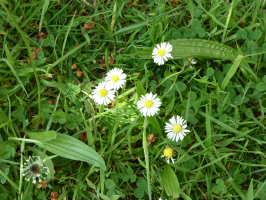 S53_06_Daisies