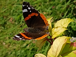 S64_01_RedAdmiralOnFuchsia