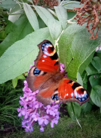 S64_03_PeacockOnBuddleia