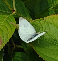 S64_05_CabbageWhiteOnHydrangea