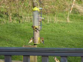 S66_01_Goldfinches