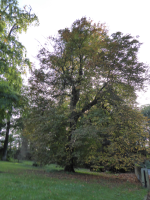 S70_01_HorseChestnutTree