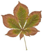 S70_02_HorseChestnutLeaf