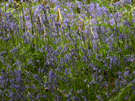 S79_04_RememberingBluebells