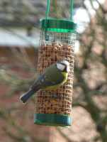 S80_01_Bluetit