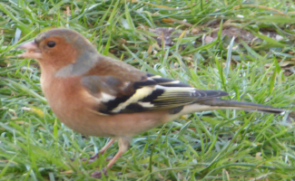 S80_04_Chaffinch