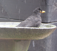 S80_06_Blackbird