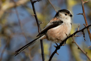 S82_03_LongTailedTit