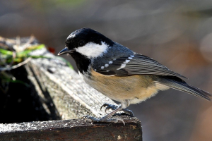 S82_04_CoalTit