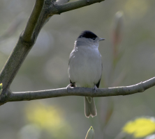 S82_05_BlackCap