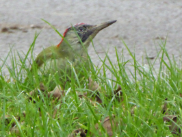 S82_06_GreenWoodpecker