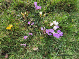 S83_05_LovelyCrocuses