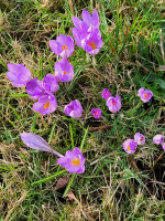 S83_06_PurpleCrocuses