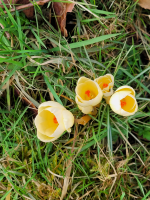 S83_07_CreamyCrocuses