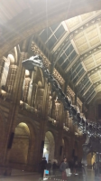 S88_02_Diplodocus