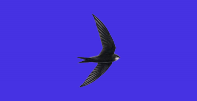 S97_02_Swift