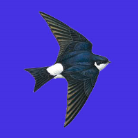 S97_05_HouseMartin