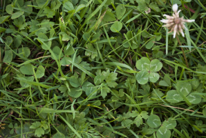 S98_04_SpotTheFourLeafClover