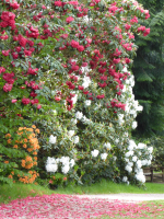 S99_03_ColourfulRhododendrons