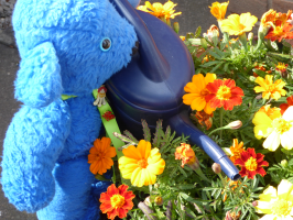 S102-04-TeddyBusyWatering