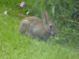 S110_01_RabbitInTheGarden