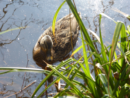 S110_04_DuckOnThePond