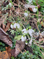 S128_02_MoreSnowdrops