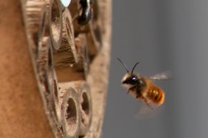 S134_02_SolitaryBeeFlyingIntoNest