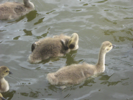 S142_05_Goslings