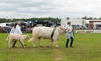 S147_03_JudgingCowAndCalfClass