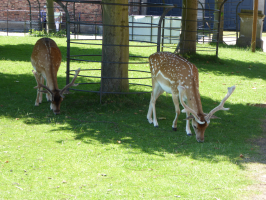 S152_04_EatingTheGrass