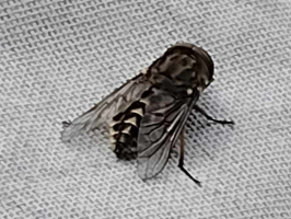 S156_03_HouseFly