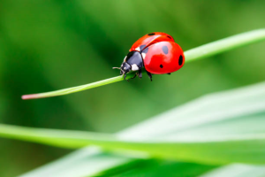 S156_08_Ladybird