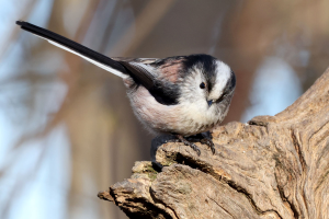 S162_03_LongTailedTit